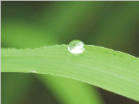 身“清” 雨露不沾